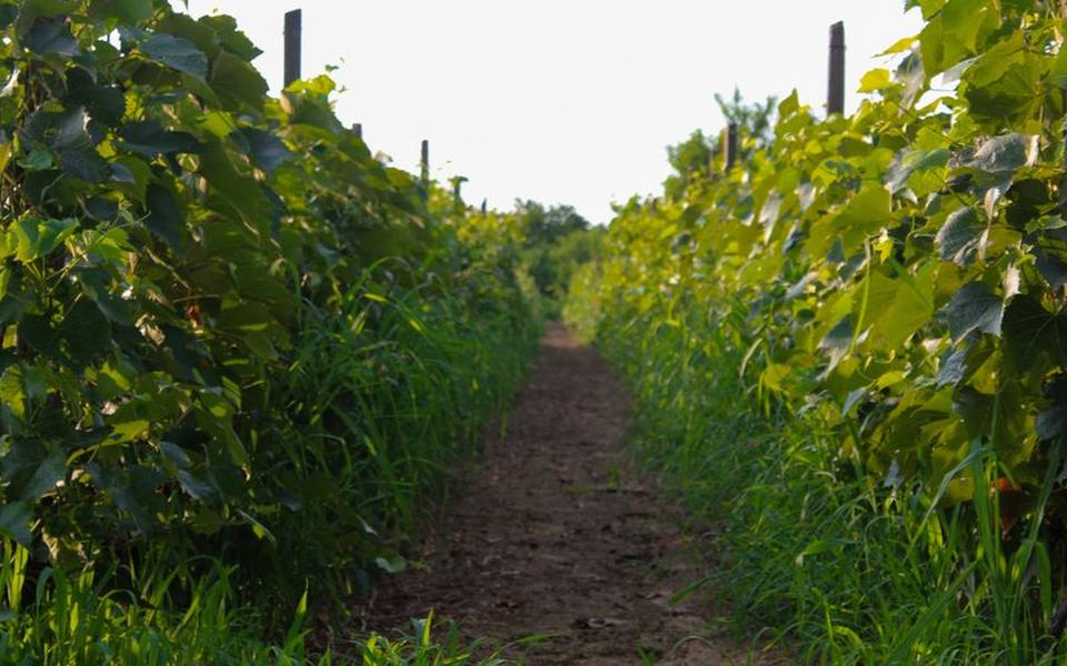Organic and Biodynamic Viticulture in the Glass