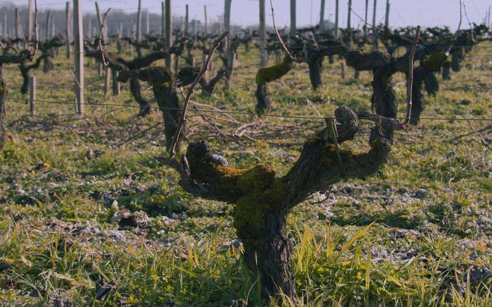 The Meaning of Old Vine on a Wine Label