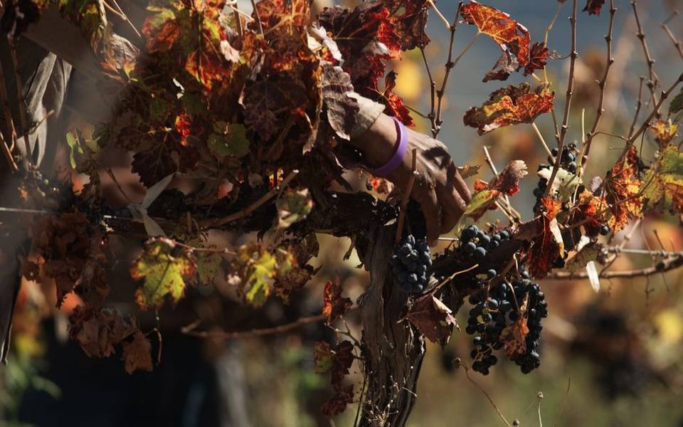 Late-Harvest Dessert Wines and Concentrated Styles
