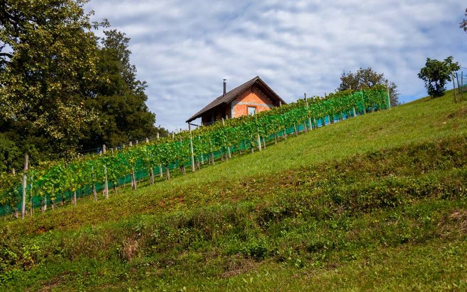 The Seneca Lake Route and Glacial Finger Lakes Terroir