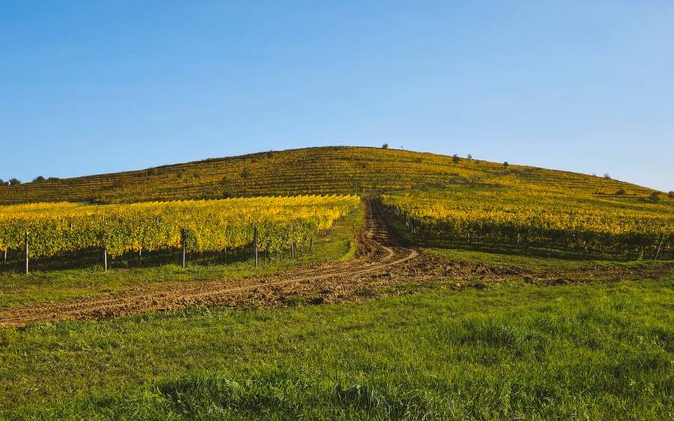 Relocating Cellars and Low-Intervention Texas Hill Country