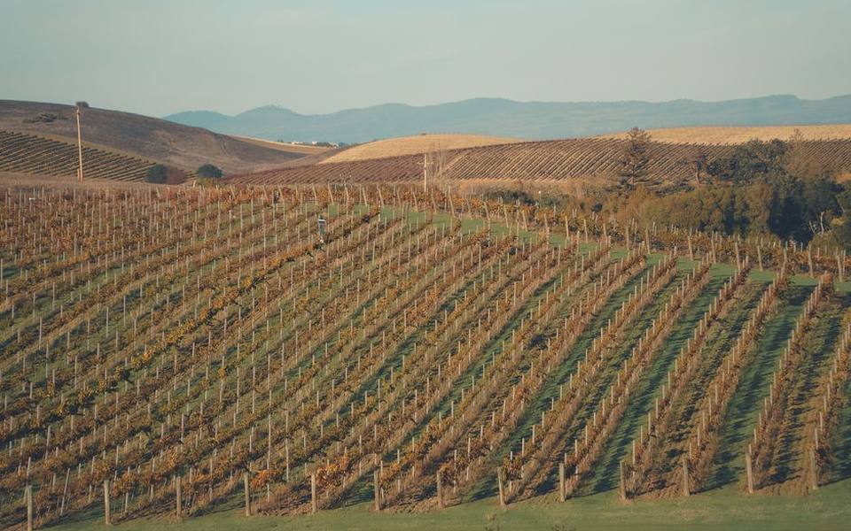 The Reality of Tasting Fees Across Napa Valley