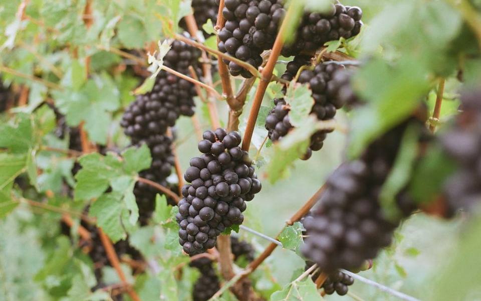 Touring Pinot Noir Vineyards and Cool-Climate Terroirs